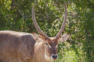 Tek bir erkek Waterbuck, (Kobus elipsiprymnus) Kruger Milli Parkı'nda fotoğraflandı. Güney Afrika.