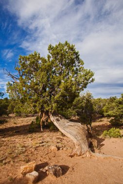 Utah Juniper (Juniperus osteosperma) Manzara Byway boyunca fotoğraflandı, Rota 12 Utah.Usa