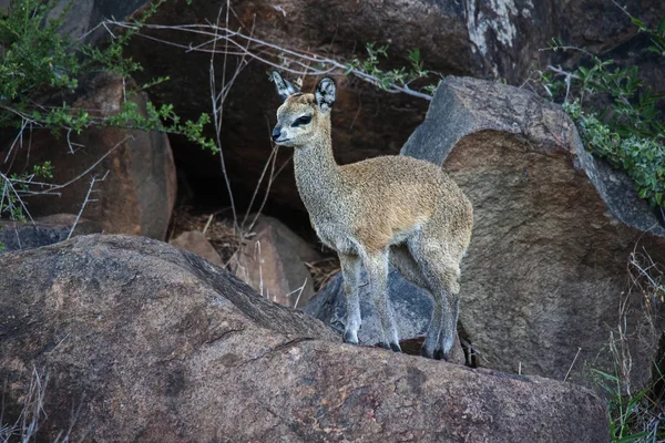 Bir olgun Klipspringer (Oreotragus oreotragus) Kruger Milli Parkı'nda kayalık bir çıkıntı üzerinde fotoğraflandı. Güney Afrika