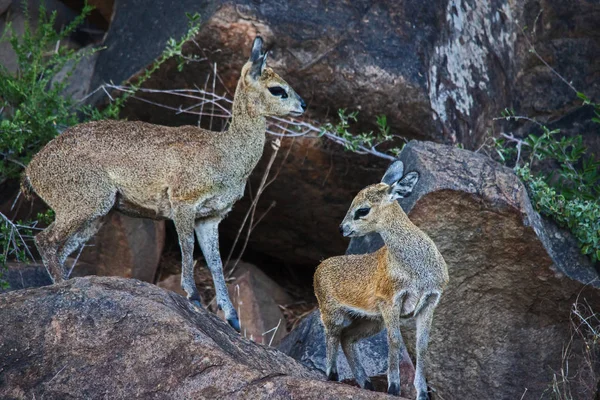 Klipspringer Oreotragus Oreotragus Pecora Con Agnello Fotografato Nel Parco Nazionale — Foto Stock