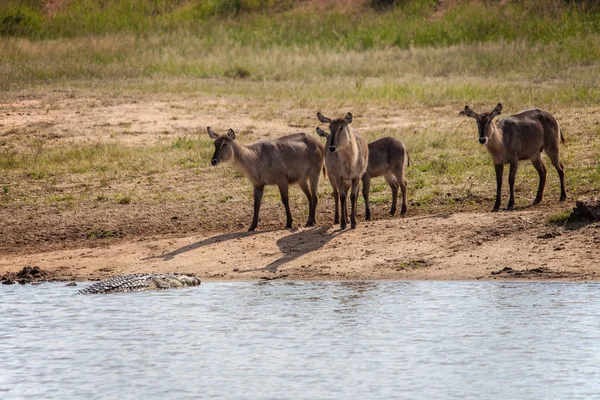 Grupo Waterbuck Kobus Ellipsiprymnus Observando Atentamente Crocodilo Nilo Crocodylus Niloticus — Fotografia de Stock