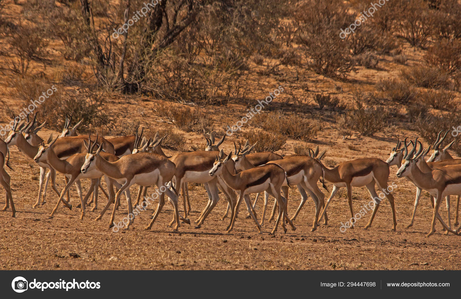 Springbok No Deposit Springbok No Deposit