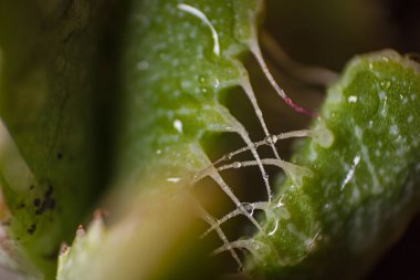 Kaplan'ın Çenesi (Faucaria tigrina) yaprağının makro görüntüsü, Doğu Burnu, Güney Afrika kökenli ilginç bir sulu.