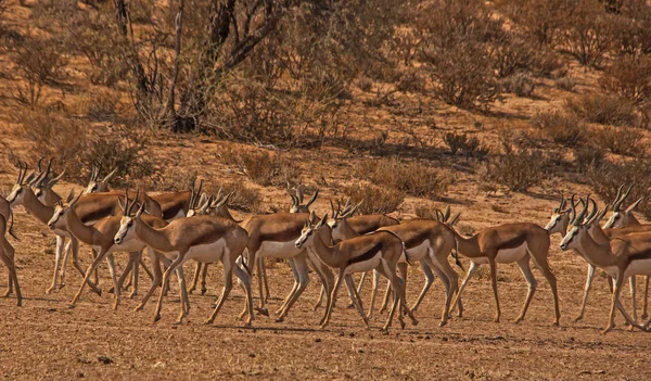 Troupeau Springbok Route Vers Trou Eau Photographié Dans Parc Transfrontalier — Photo