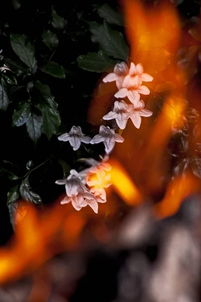 Flowers Forest Bell Mackaya Bella Photographed Flames — Stock Photo, Image