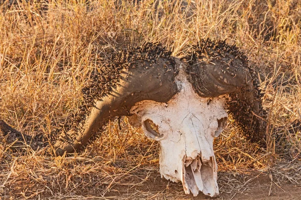 Skull of the Cape Buffalo (Syncerus caffer) with larvae of the horn moth, (Ceratophaga vastella) photographed in Kruger National Park. South Africa.