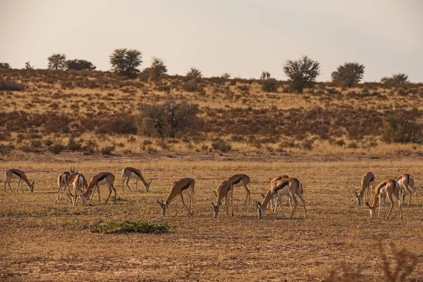 Troupeau Sringbok Antidorcas Marsupialis Broutant Sur Lit Sec Rivière Auob — Photo