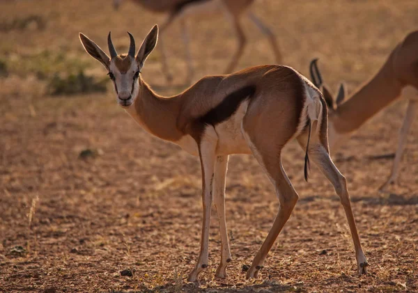 Immature Springbok Photographed Dry Riverbed Auob River Kgalagadi Trans Frontier — Stock Photo, Image