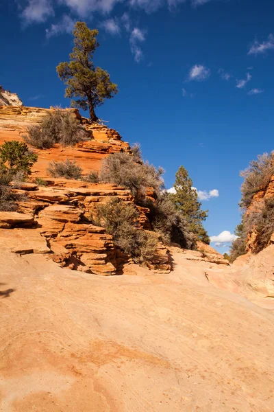 Drzewo Szczycie Małego Klifu Pobliżu Bulwaru Zion Park Zion National — Zdjęcie stockowe