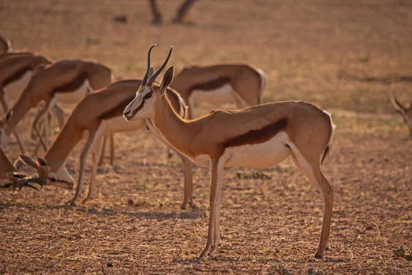 Springbok alerta de vigia enquanto o rebanho pastoreia B 4401 — Fotografia de Stock