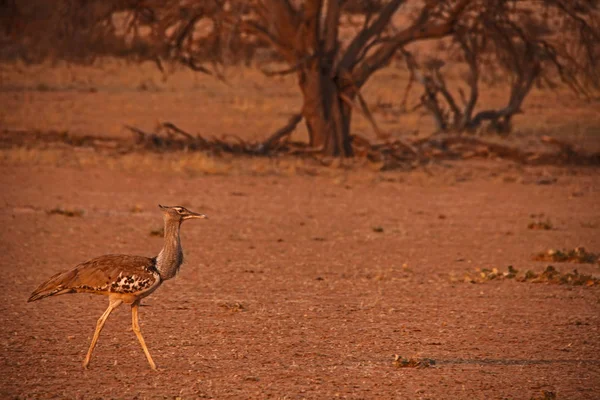 Kori Bustard, (Ardeotis kori) foraging in a dry riverbed in the Kalahari Desert 2 — Stock Image Kori Bustard, (Ardeotis kori) foraging in a dry riverbed in the Kalahari Desert 2 Stock Image