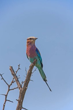 Tek bir leylak göğüslü Roller (Coracias caudatus) Kruger Ulusal Parkı 'ndaki ölü bir dala tünemiştir. Güney Afrika