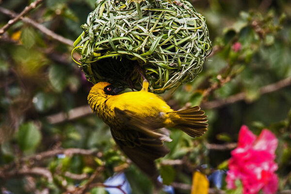 The Village Weaver (Ploceus cucullatus), in it's bright yellow breeding plumage, busy weaving a nest.