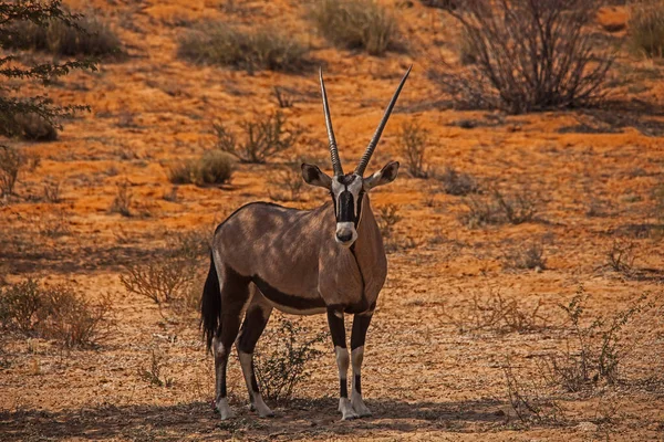 Oryx Solteiro Kgalagadi Trans Frontier Park — Fotografia de Stock
