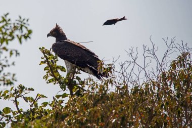 Bir Martial Eagle (Polemaetus bellicosus) tüneğinde çatal kuyruklu bir Drongo (Dicrurus adsimilis) tarafından taciz edilir.)