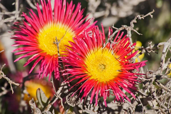 Duas Grandes Flores Brilhantes Tapete Gigante Vygie Jordaaniella Spongiosa Faz — Fotografia de Stock