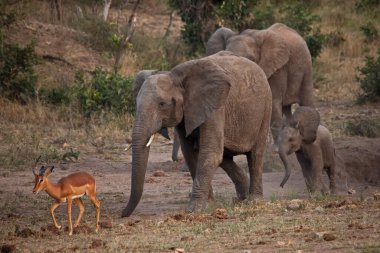 Filler (Loxodonta africana) Kruger Ulusal Parkı 'ndaki bir su birikintisinde bir Impala koçunu (Aepyceros melampus) kovalarlar. Güney Afrika.