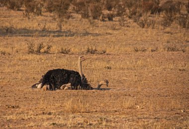 Güney Afrika 'daki Kgalagadi Trans Sınır Parkı' ndaki Auob nehrinin kuru nehir yatağında toz banyosu yapan iki devekuşu (Struth io camelus)..