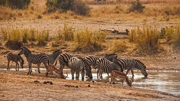 Dois Carneiros Impala Aepyceros Melampus Compartilham Buraco Água Com Uma — Fotografia de Stock