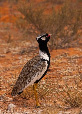 Fotoğraflanan tek bir Kuzey Siyahi Koran (Eupodotis afraoides) erkeği Güney Afrika 'daki Kgalagadi Trans Frontier Park' tır..