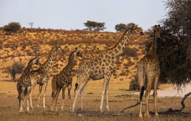 Bu yetişkin zürafalar Camelopardus zürafaları sürünün bebek bakıcılarıdır.
