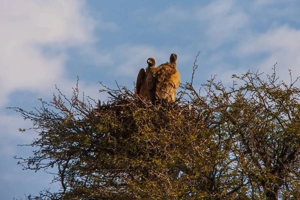 Casal Abutres Apoio Branco Gyps Africanus Seu Ninho Kgalagadi Trans — Fotografia de Stock