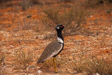 Fotoğraflanan tek bir Kuzey Siyahi Koran (Eupodotis afraoides) erkeği Güney Afrika 'daki Kgalagadi Trans Frontier Park' tır..
