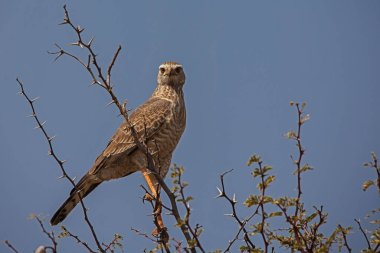 Güney Afrika 'daki Kgalagadi Trans Sınır Parkı' nda genç bir Güney Soluk İlahi Şahini (Merielax canorus) fotoğraflandı..