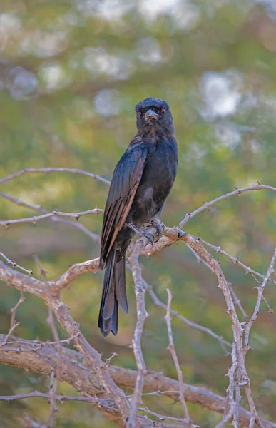 Fork Tailed Drongo Dicurus Adsimilis Hunts Insects Perch Often Follow — Stock Photo, Image