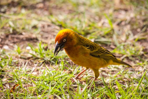 Cape Weaver Ploceus Capensis Stor Fågel Med Randiga Olivbruna Övre — Stockfoto