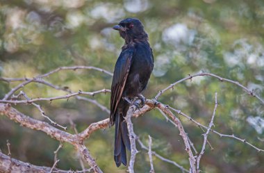 Çatal kuyruklu Drongo (Dicurus adsimilis) bir tünekte böcek avlar veya rahatsız böcekleri avlamak için genellikle büyük hayvanları takip eder. Ayrıca diğer böcekçillerden avlarını çaldıkları da bilinir..