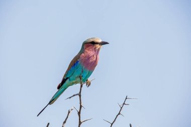 Tek bir leylak göğüslü Roller (Coracias caudatus) Kruger Ulusal Parkı 'ndaki ölü bir dala tünemiştir. Güney Afrika