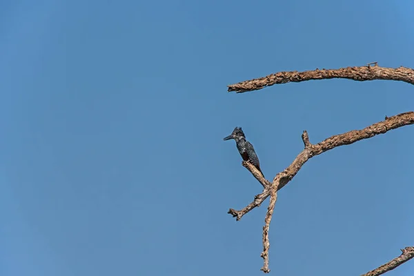 Giant Kingfisher Megeceryle Maximus Sedí Větvi Mrtvého Stromu Vysoko Nad — Stock fotografie