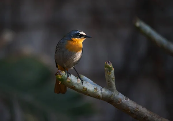 Cape Robin Chat Cossypha Caffra Solo Hermoso Pájaro Cantor Jardín — Foto de Stock