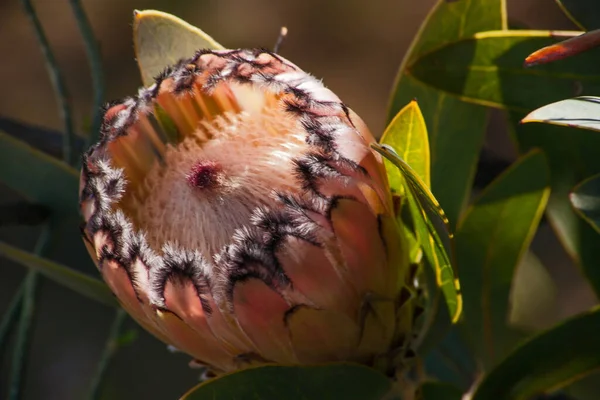 Protea Flower Flower Flower Head Inflorescence Made Many Individual Flowers — Stock Photo, Image