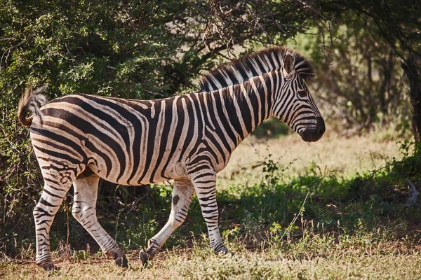 Každá Zebra Jedinečný Pruhovaný Vzor Takže Možné Identifikovat Každého Jedince — Stock fotografie