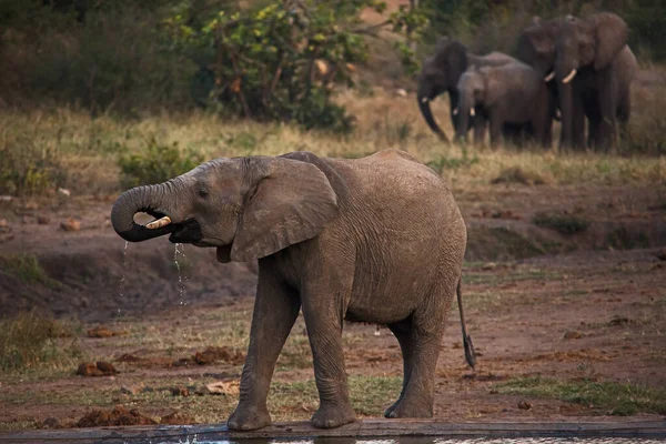 Elefante Africano Jovem Loxodonta Africana Bebendo Buraco Água Parque Nacional — Fotografia de Stock