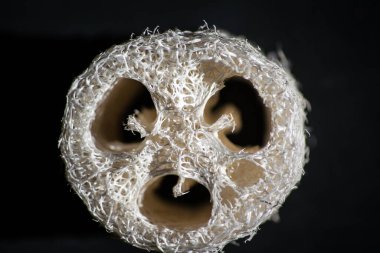 Lif temizleme süngeri Luffa aegyptiaca bitkisinin meyvesinden üretilir. Gelişimin genç bir aşamasında meyve yenilebilir..