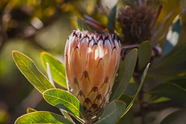 Flor Protea Não Uma Flor Mas Uma Cabeça Flor Inflorescência — Fotografia de Stock