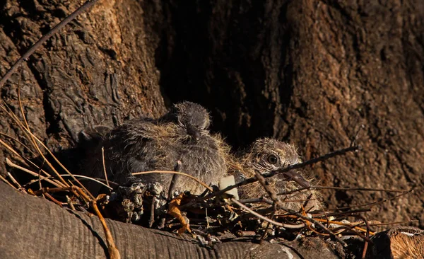 Дві Дуже Молоді Пташенята Сміється Голуб Spilopelia Senegalensis Гнізді — стокове фото