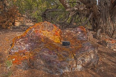 Taşlaşmış Orman Ulusal Parkı, Escalante 'de renkli taşlaşmış ahşap. Utah