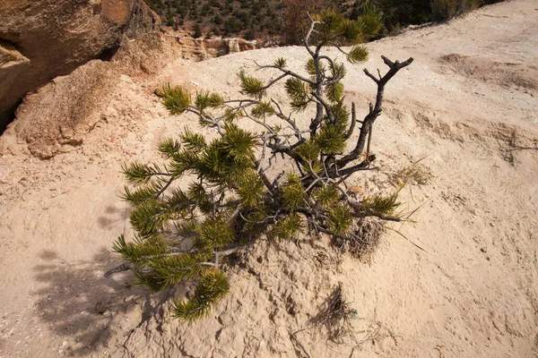 Limber Pine Pinus Flexilis Het Petrified Forest State Park Escalante — Stockfoto