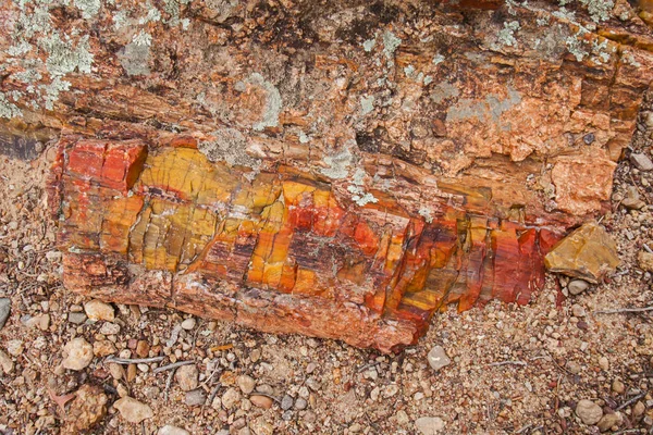 Kolorowe Skamieniałe Drewno Parku Narodowym Petrified Forest Escalante Utah — Zdjęcie stockowe