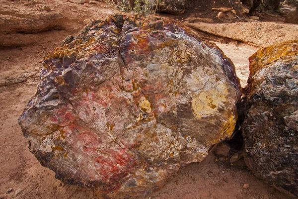 Kolorowe Skamieniałe Drewno Parku Narodowym Petrified Forest Escalante Utah — Zdjęcie stockowe