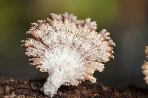 Los Hongos Branquiales Familia Schizophyllum Crecen Madera Podrida Grupo Muy — Foto de Stock