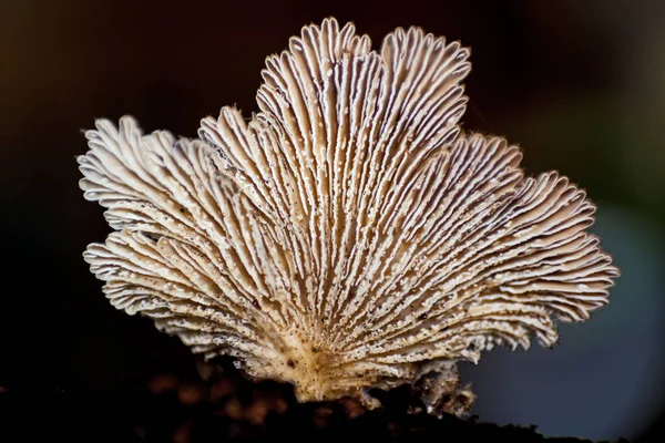 Şizofreni bölünmüş solungaç mantarı 8536 komünü.