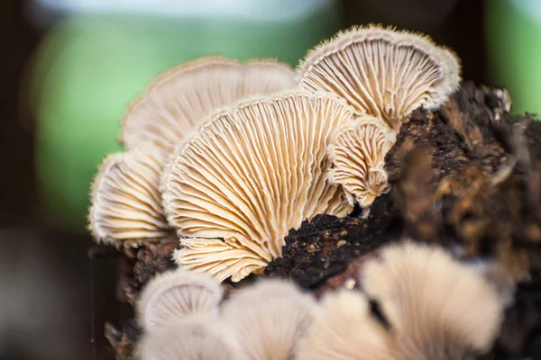 Schizophyllum Comuna Hongo Branquial Partido 8546 — Foto de Stock