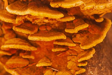 Kıllı parantez (Stereum hirsutum), yaygın olarak rastlanan ve tıbbi özellikleri olan bir mantardır.