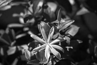 Bulanık arkaplanda beyaz bir Yasemin çiçeğinin tek renkli görüntüsü