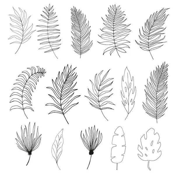 一套棕榈 热带树叶剪影在白色背景下隔离 矢量花卉 植物和树叶插图 — 图库矢量图片